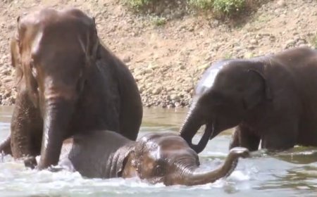 ବଢ଼ିପାଣିରେ ଫସିଗଲା ଗୋଠଛଡା ଦନ୍ତା