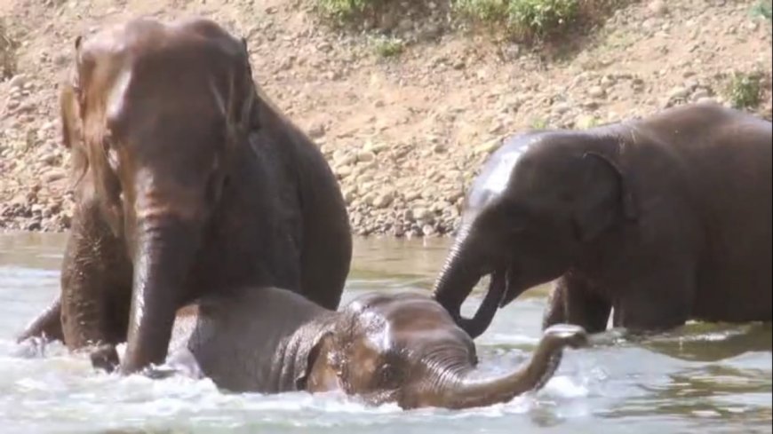 ବଢ଼ିପାଣିରେ ଫସିଗଲା ଗୋଠଛଡା ଦନ୍ତା