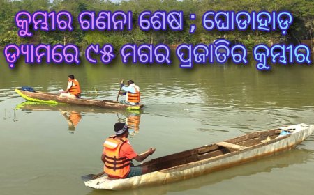 କୁମ୍ଭୀର ଗଣନା ଶେଷ ; ଘୋଡାହାଡ଼ ଡ଼୍ୟାମରେ ୯୫ ମଗର ପ୍ରଜାତିର କୁମ୍ଭୀର ଚି଼ହ୍ନଟ