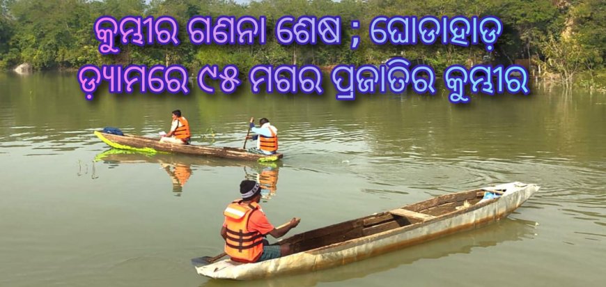 କୁମ୍ଭୀର ଗଣନା ଶେଷ ; ଘୋଡାହାଡ଼ ଡ଼୍ୟାମରେ ୯୫ ମଗର ପ୍ରଜାତିର କୁମ୍ଭୀର ଚି଼ହ୍ନଟ